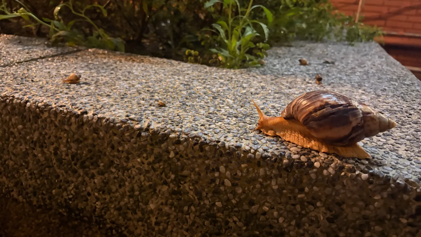でかかたつむり