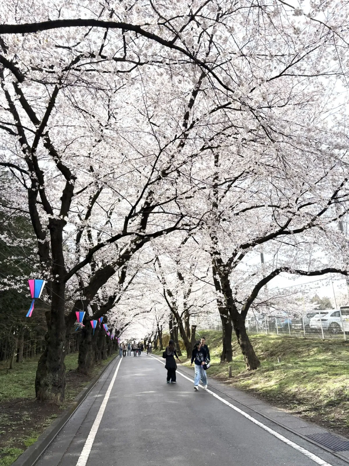 赤城南面千本桜の写真です
イベントなども行われていて大変混雑してました