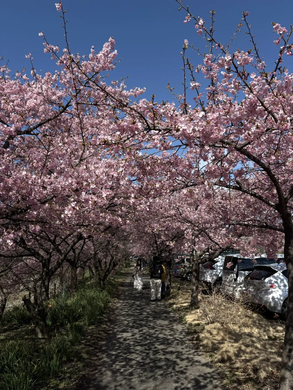 今年な3月に行った時の梅林の写真です