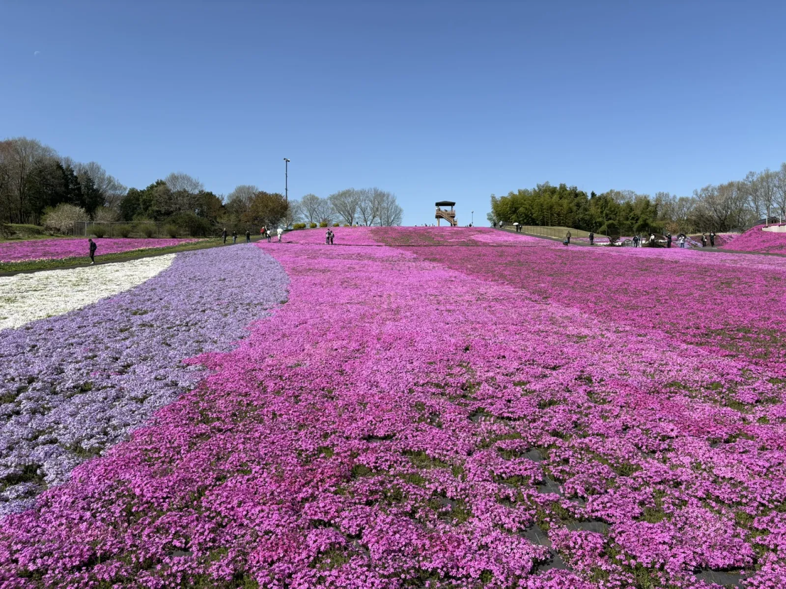 春先に市貝町の芝桜を見に行った時の写真です。まだ、7分咲ぐらいだそうです