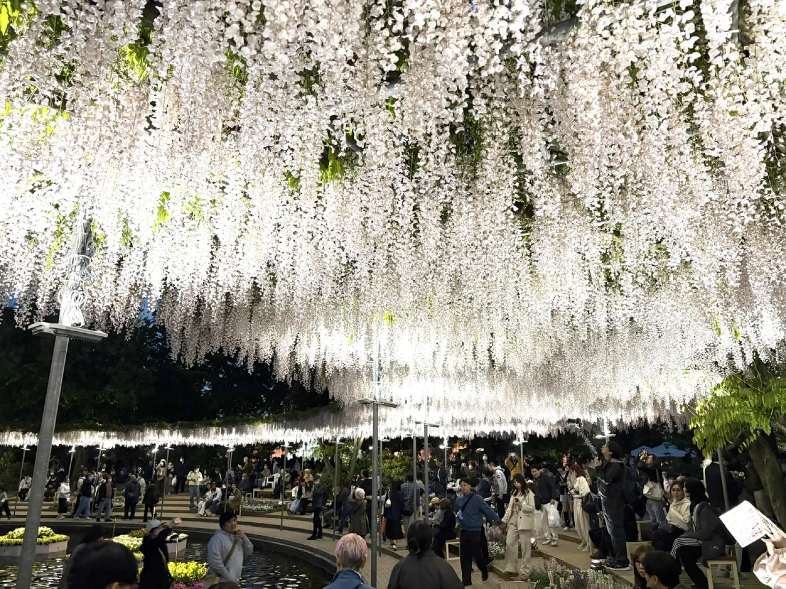 白藤も綺麗でした