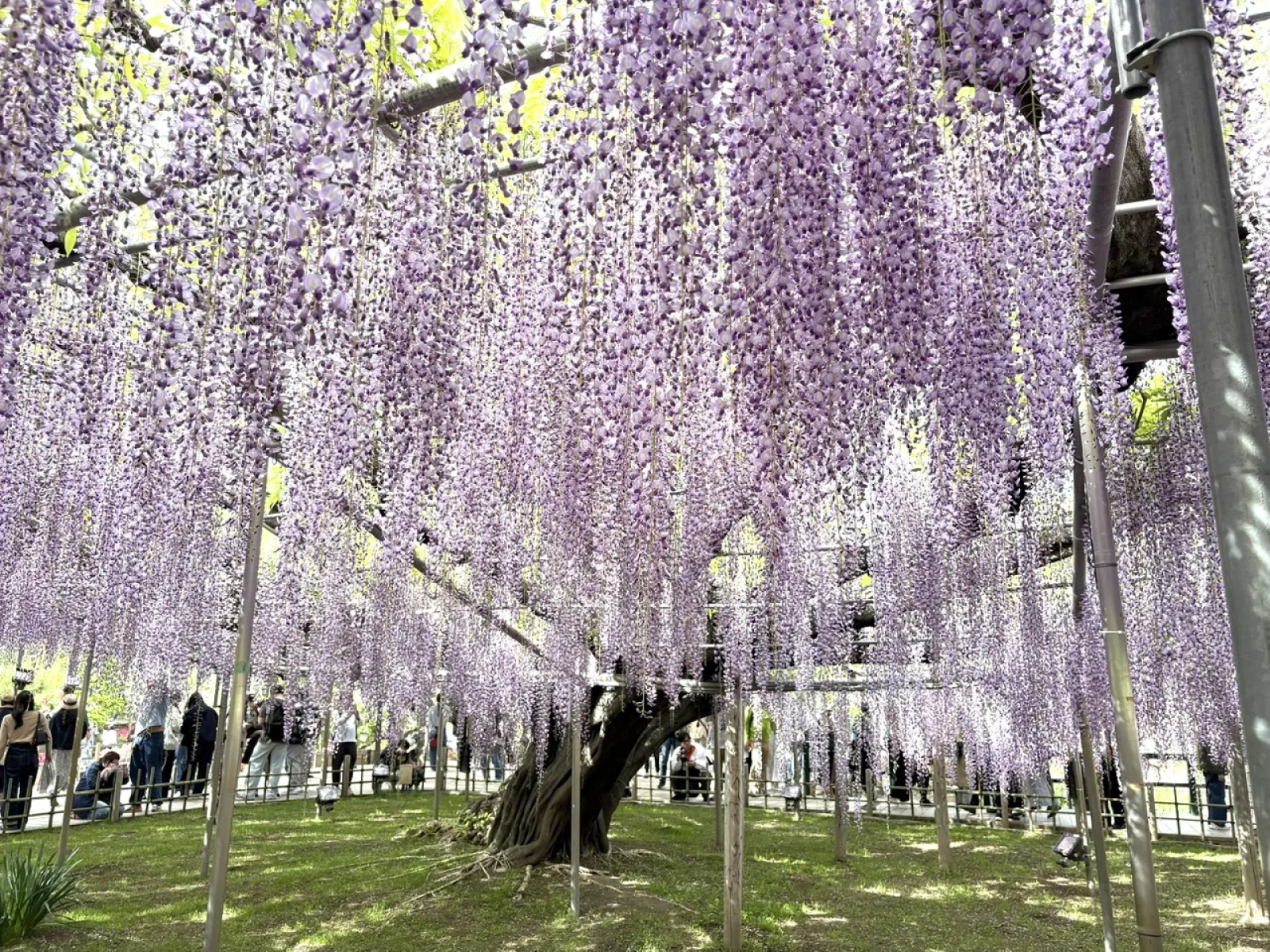 あしかがフラワーパ－ク大藤まつりに行った時の写真です