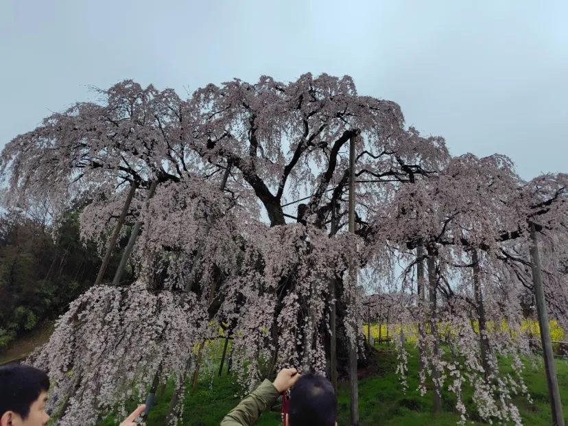 三春の滝桜