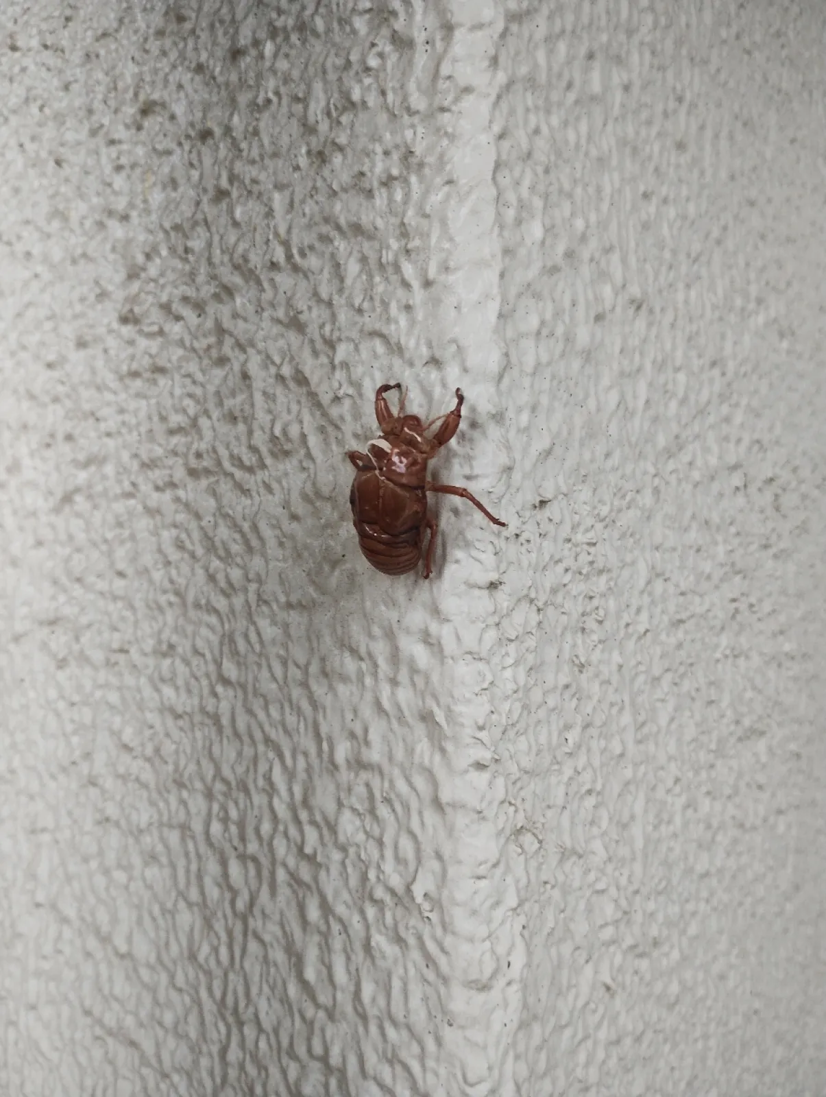 周りに木はないしどこから来るんだろう