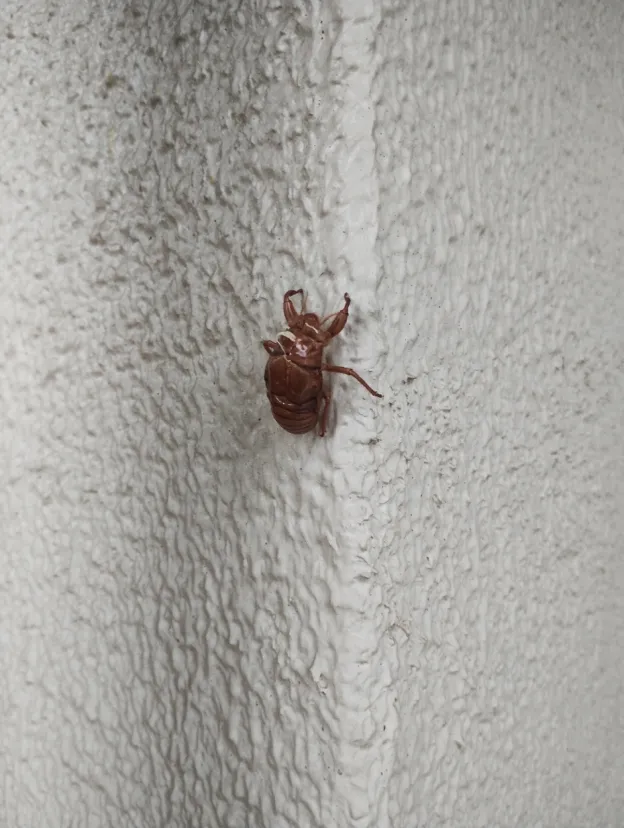 どこからやってくるんですか？