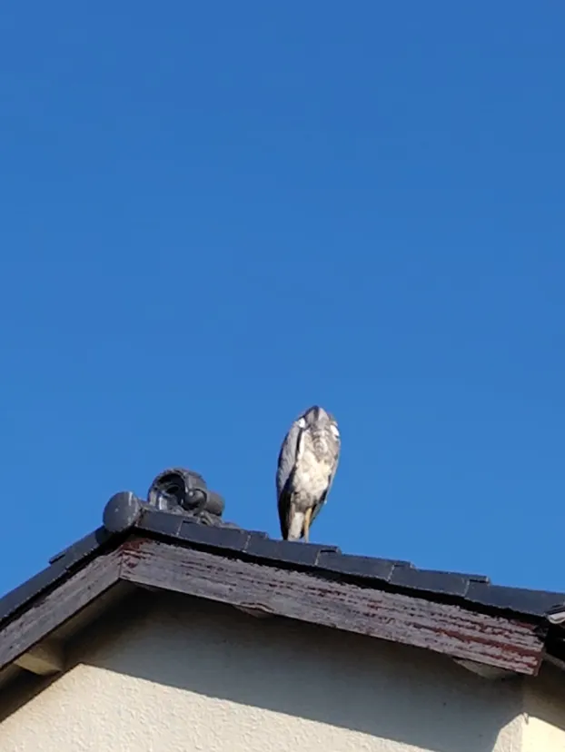 わが町にはこんな生き物たちが・・・