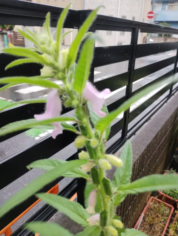 ゴマの花