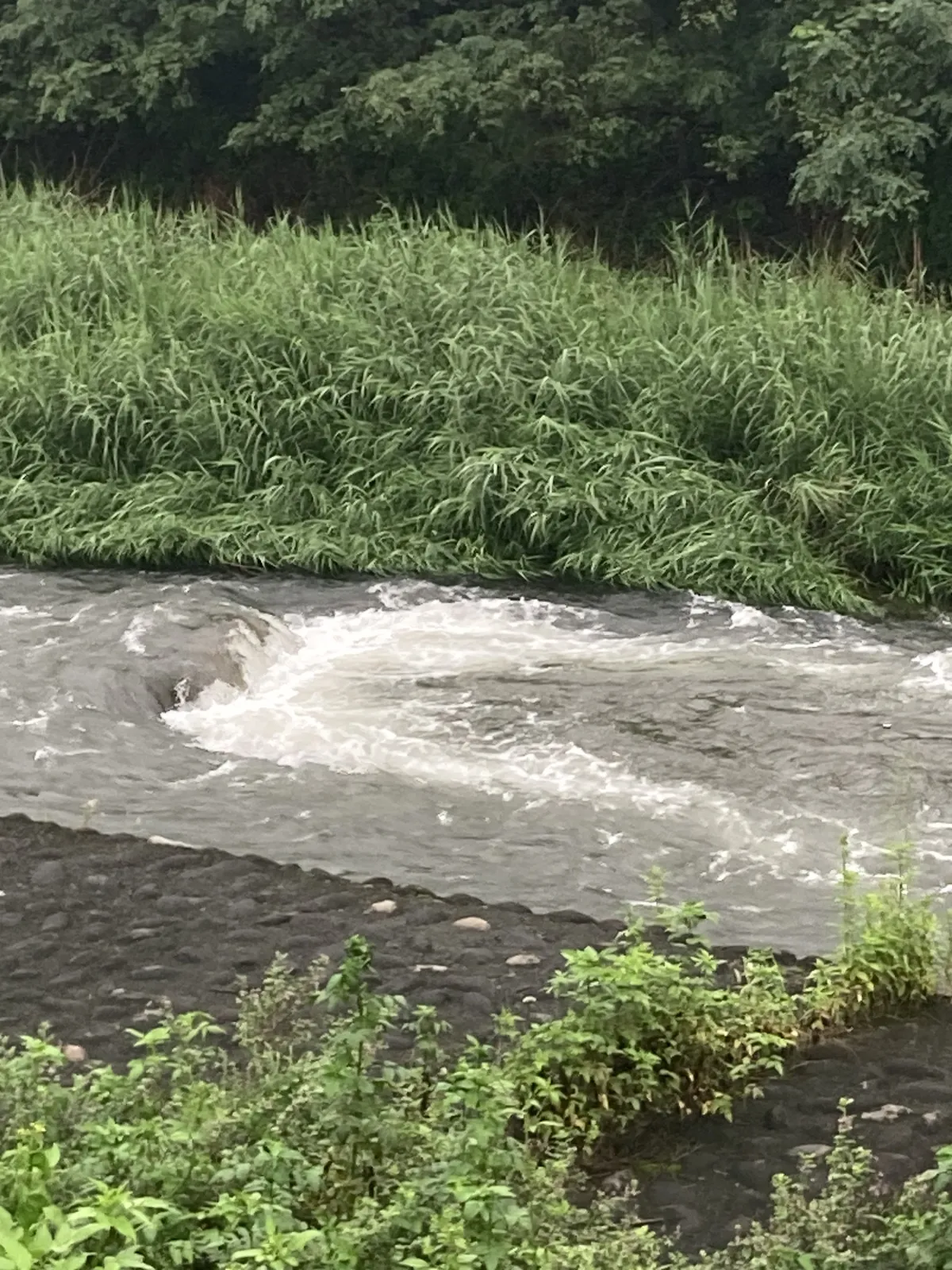 昨日の雨の影響で川が増水してます。