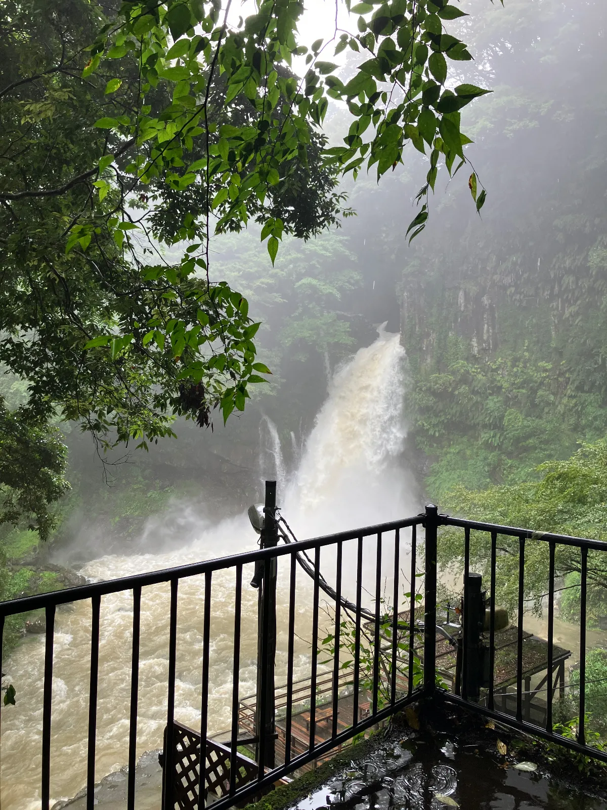 河津七滝観光に行きましたが、雨の影響でびっくりする滝でした。
大滝だけみて移動しました。