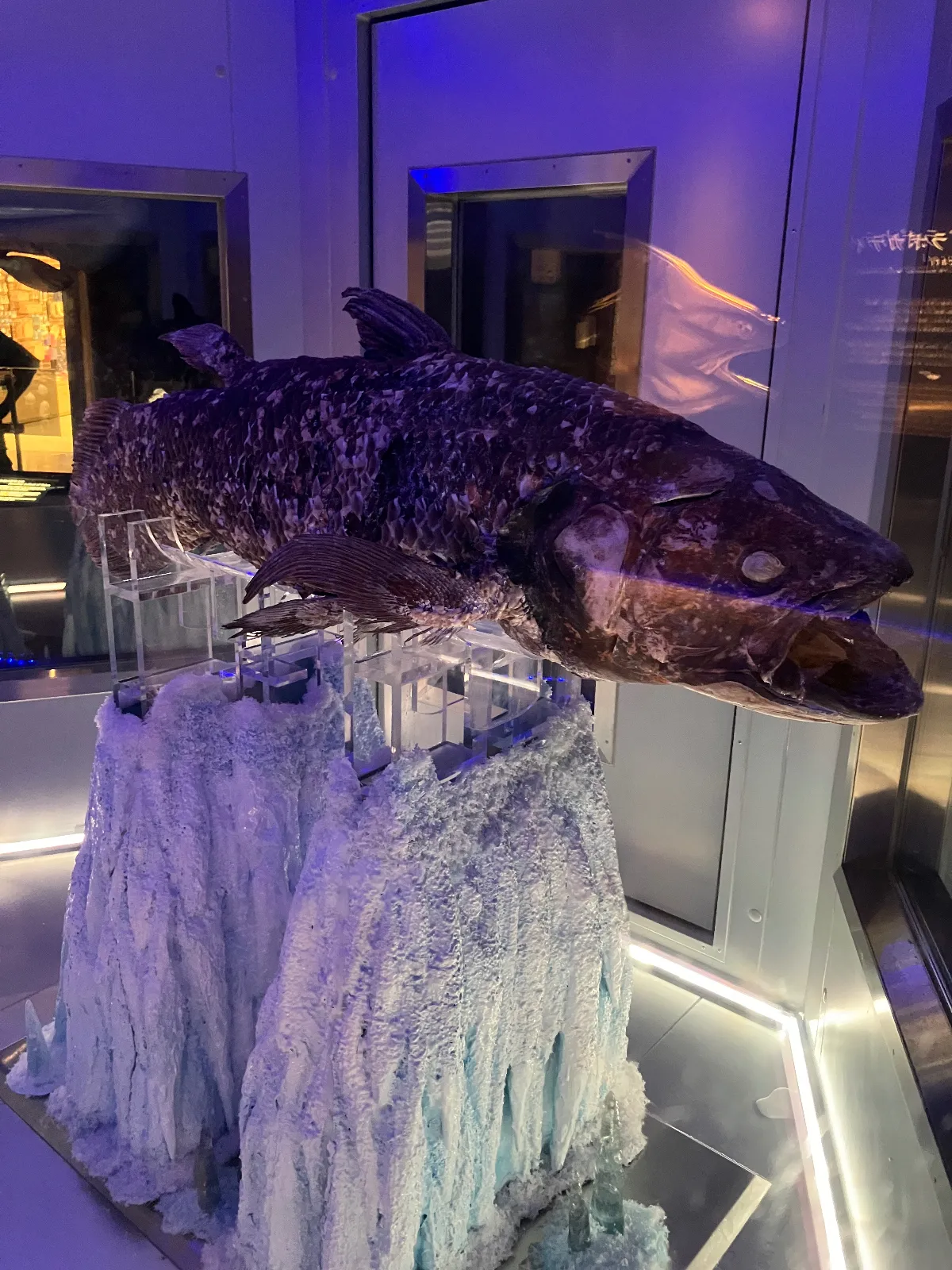 深海魚水族館

生きた化石　シーラカンスの冷凍保存を
見てきました。