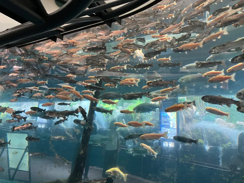 山梨　湧水の里水族館