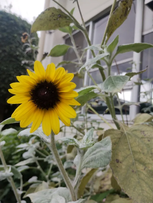 やっと咲いた