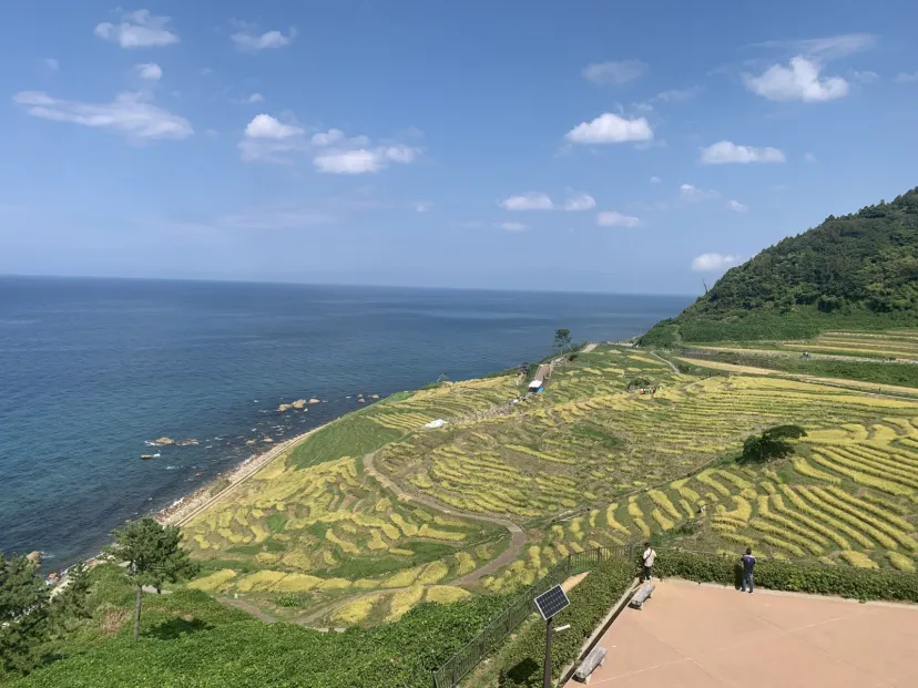 白米千枚田