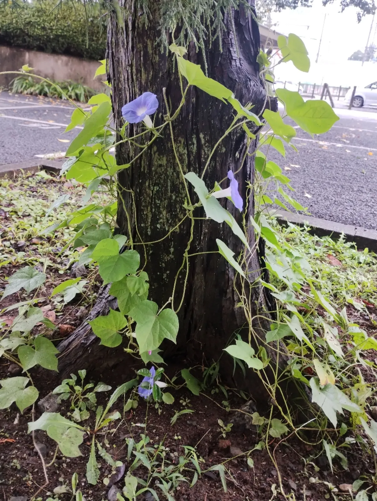 ようやく咲いた朝顔。木の周りを彩る予定