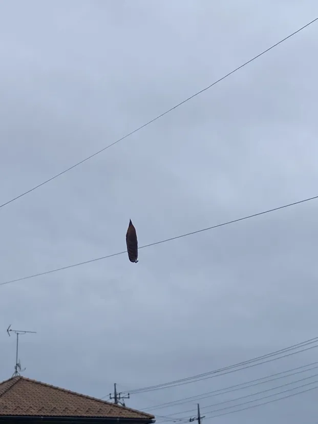 蜘蛛の糸