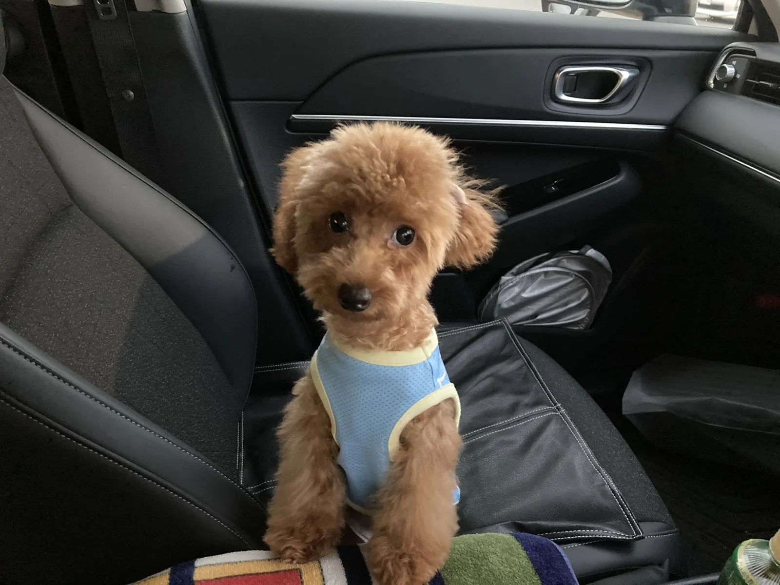 車に乗ると何時間でも大人しい子です。