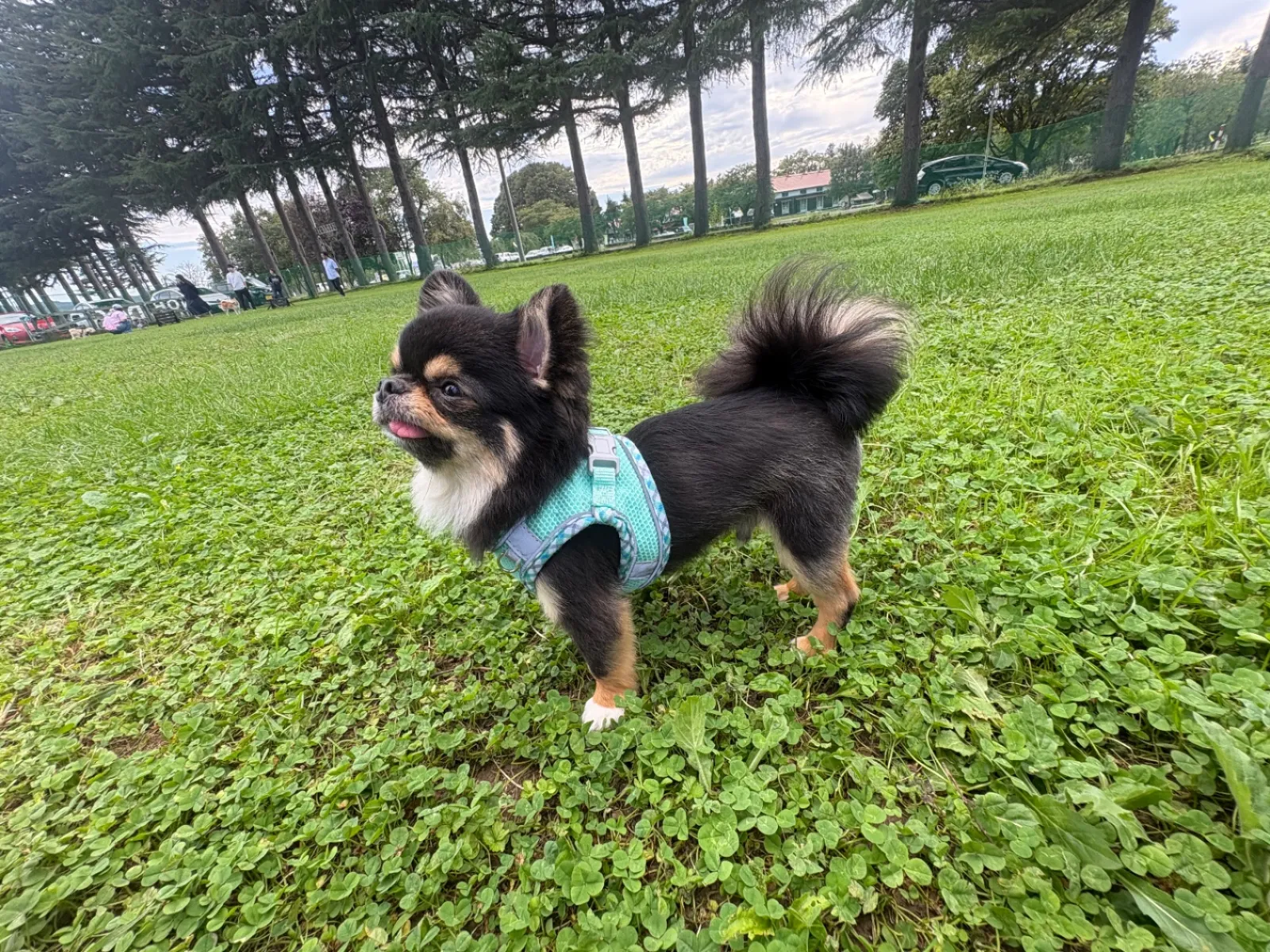 シルバーウィーク最終日‼️
人もわんちゃんも少なかったので、ウチの人見知り、犬見知りにはとってもよかった♡♪

適度に走って遊んで、大満足💮