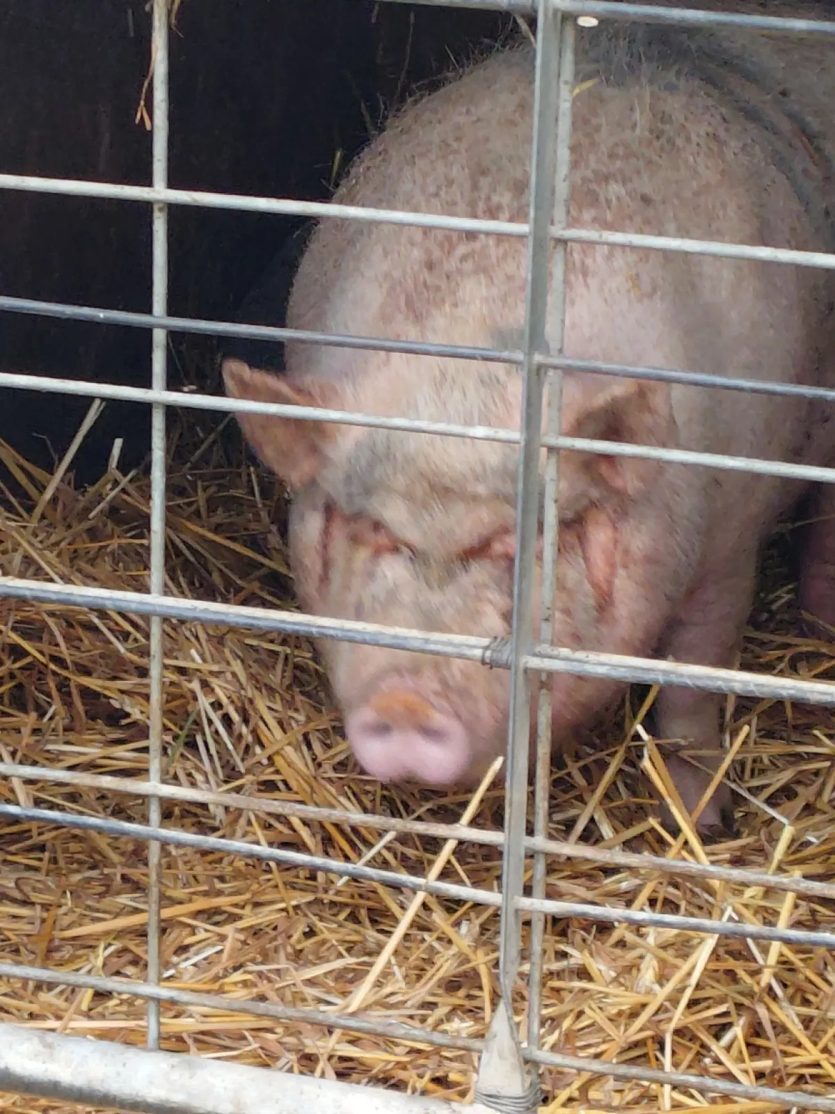 動物のいる小屋はレストランの奥のゲートのさらに奥です。
カフェのチーズバーガーがオススメです。