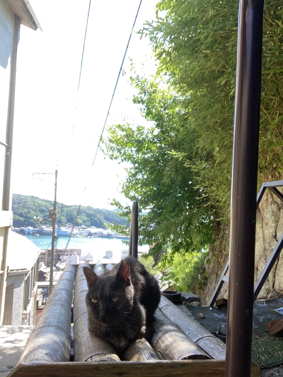 途中、黒猫がお出迎え、全く人の動きに動じない。当たり前の事なんですね〜。
目の前にスマホカメラをかざしても、微動だにしない。さすが風景になってます。
