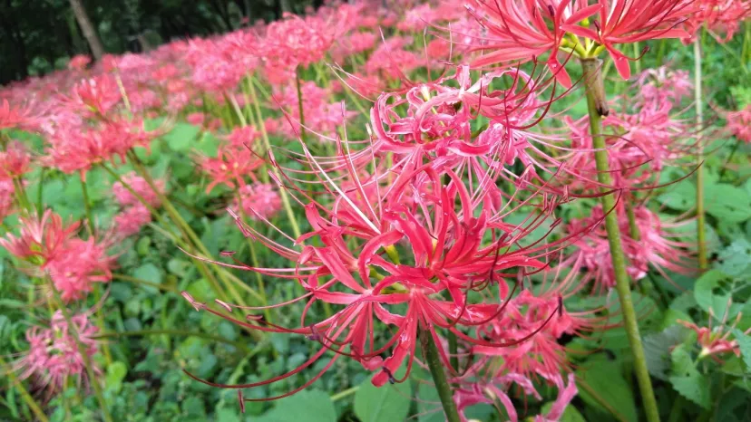 曼珠沙華