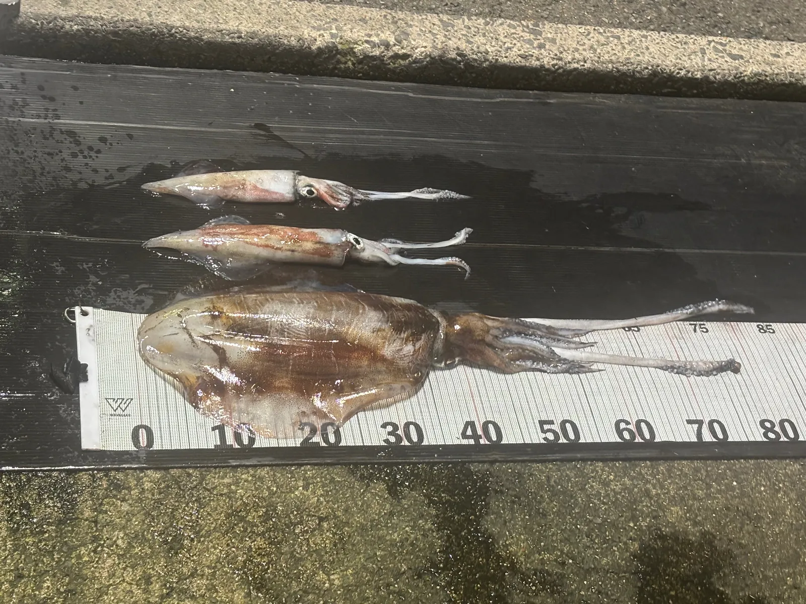 アオリイカとシロイカ
シロイカの季節ももう終わりです
浜田港周辺釣り場大好きです
島根県に引っ越したいww