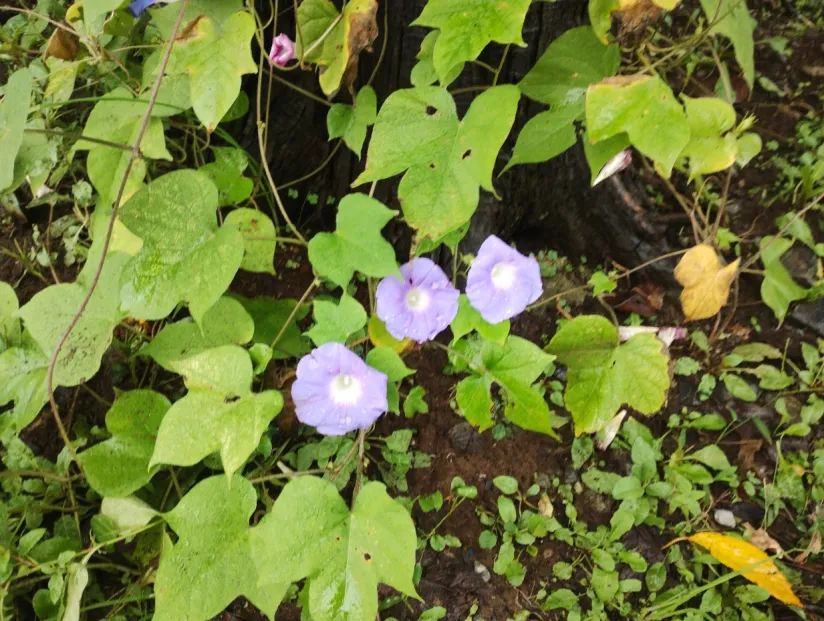 朝顔