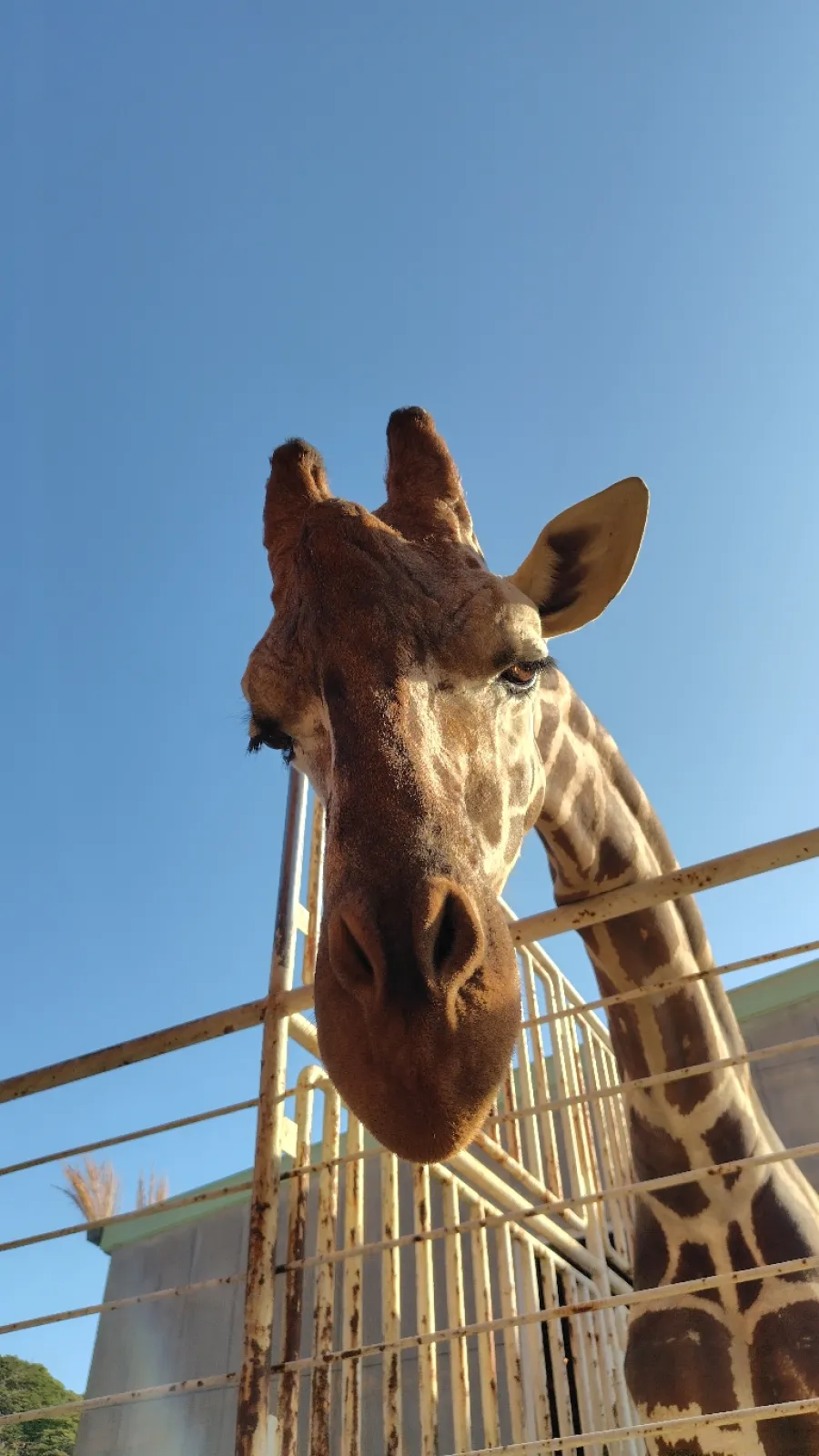 森きららのキリンさん🦒
会いに行くと、首を伸ばして近づいてきてくれました！！可愛い❤️❤️❤️