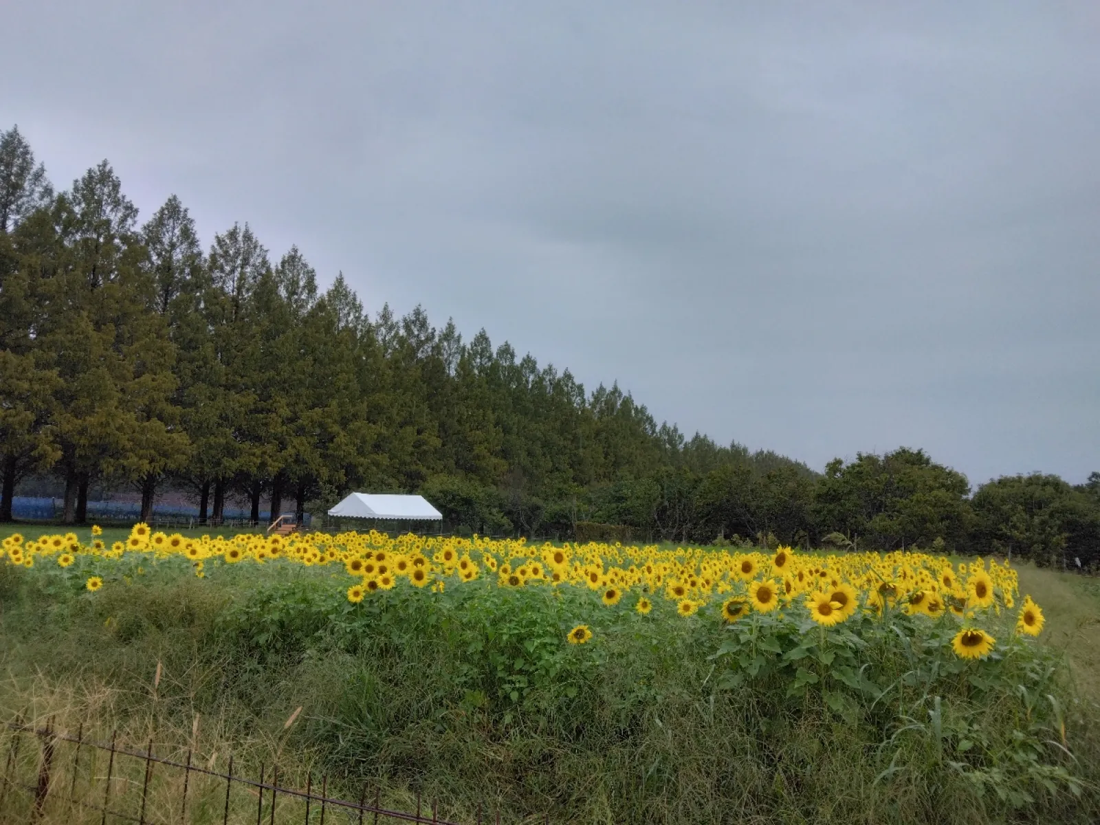 ひまわりも咲いていました。