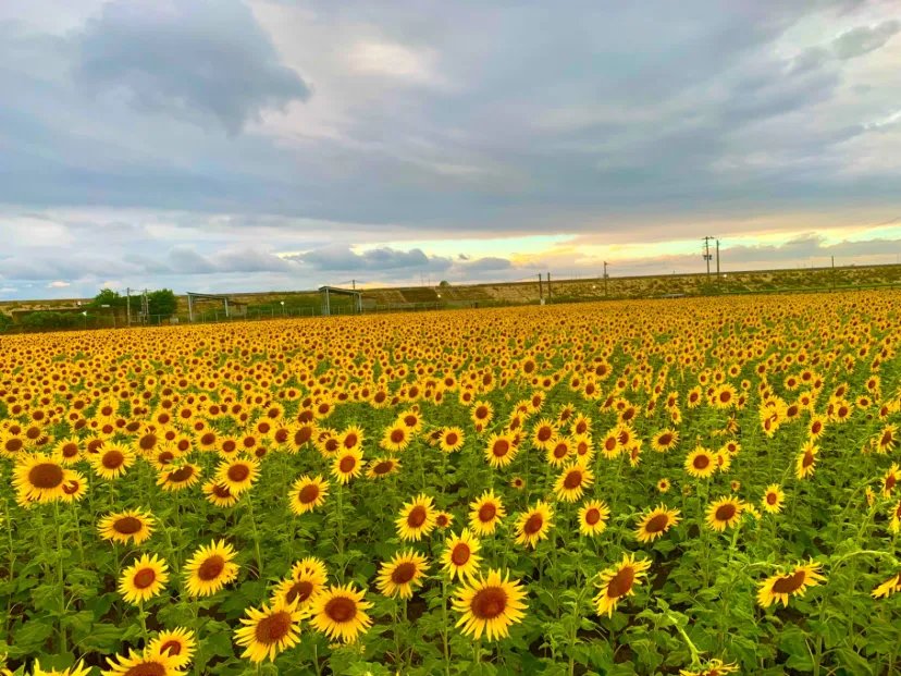 ひまわり畑🌻柳川