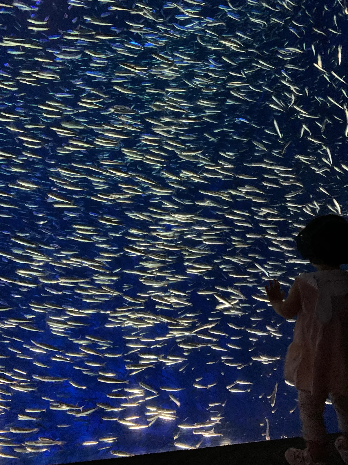 うみたまご。別府市にある水族館。ライトアップされたり、水槽の回廊を渡ったり、色々楽しめる工夫がされています。