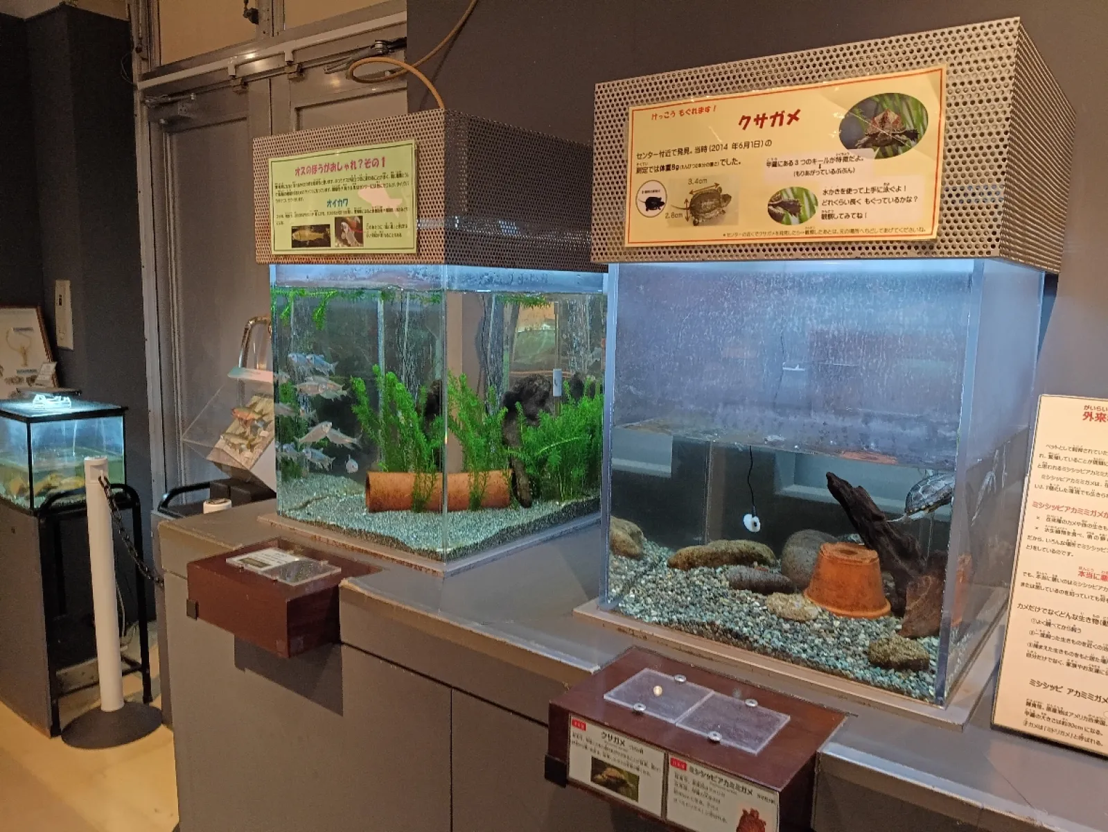 入館無料ですが、ミニ水族館など展示は結構充実してます。