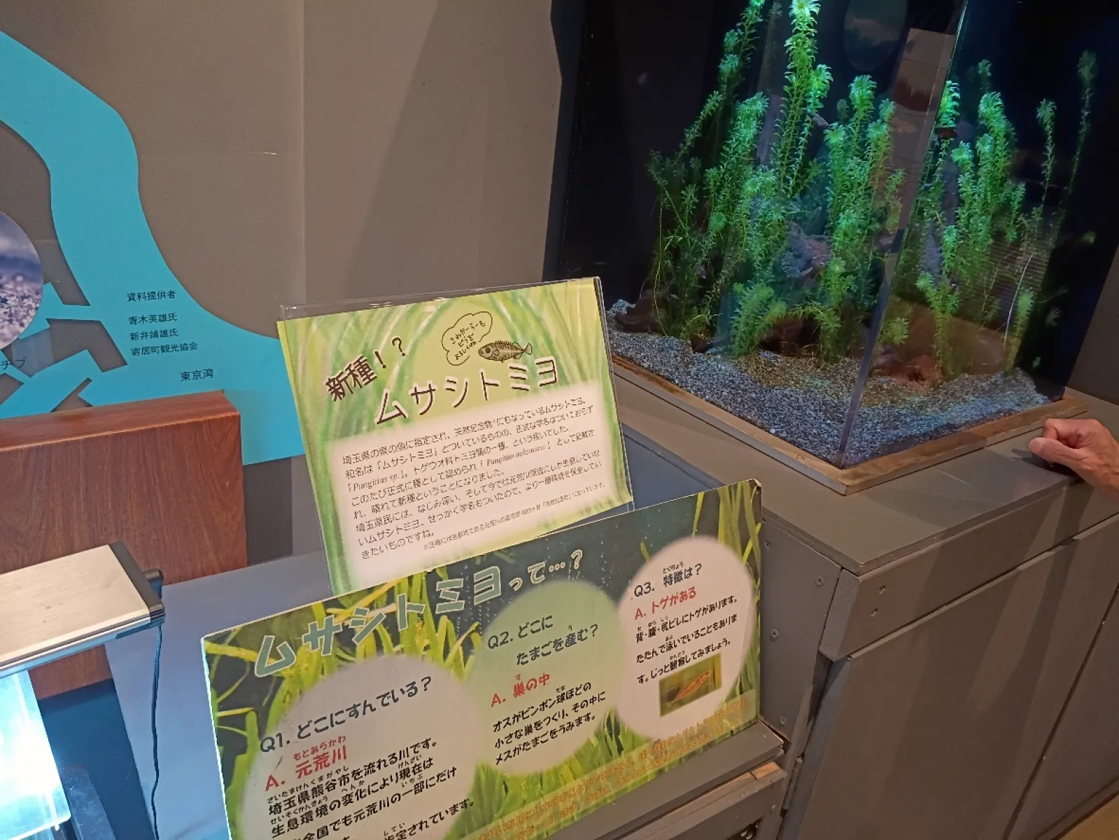 埼玉県の魚・ムサシトミヨの水槽もあります。

のぞき込むと、興味深そうにこっちに寄って来ます。
愛いやつじゃのう。