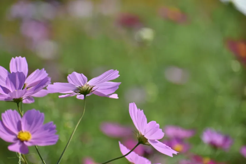 秋の花　コスモスを