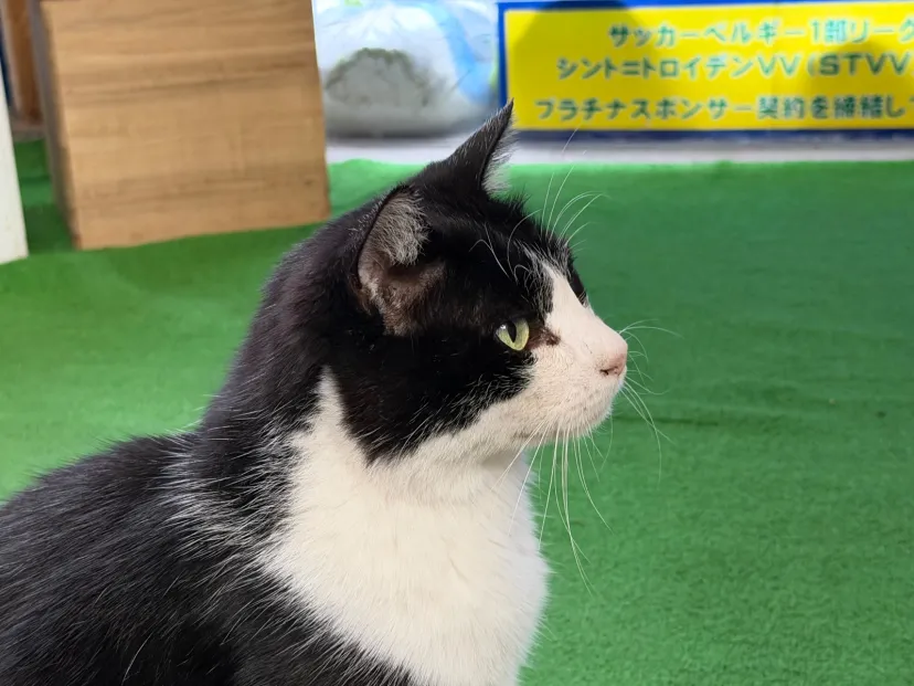 わさび色の目をした猫ちゃん