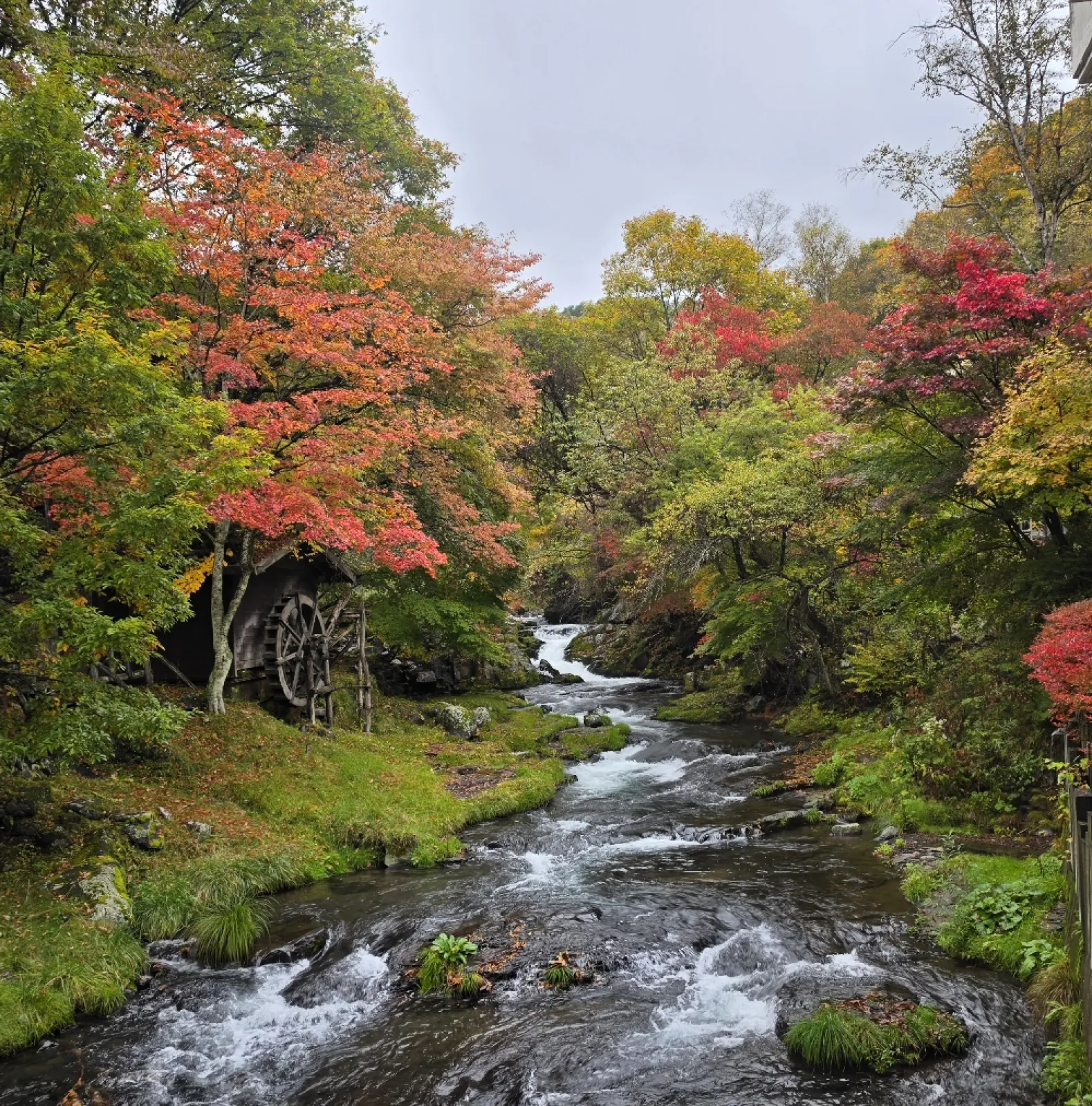 宿からの紅葉🍁