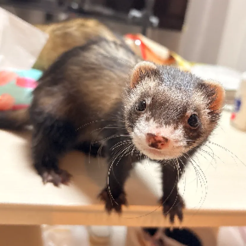 きつね