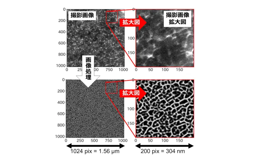 横浜ゴムと筑波大学ら、ゴム材料の電子顕微鏡画像を明瞭化する新たな画像処理手法を開発