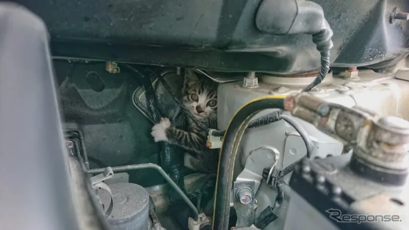 【猫の日】猫バンバンはやさしくネ　出発前の30秒チェック手順