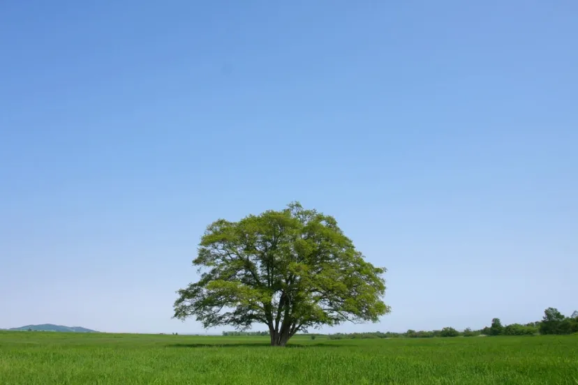 この夏、北の大地「十勝」で癒やされたい～勝手に選んだパワースポット編～