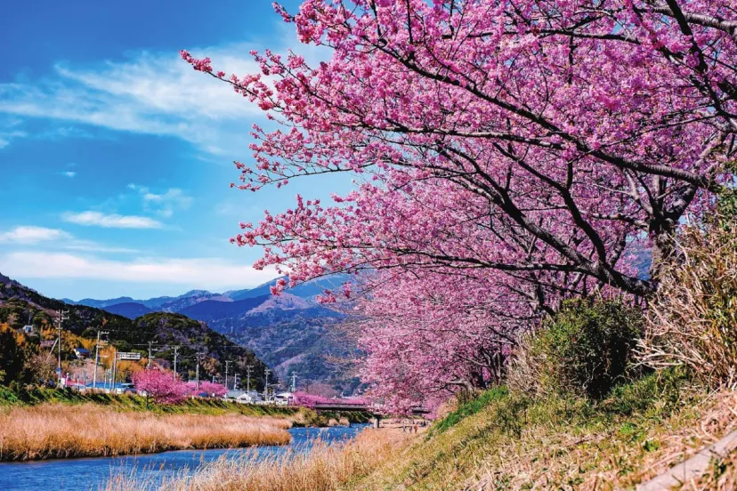 春爛漫！艶やかな花景色を見に行こう！至極の桜の名所5選