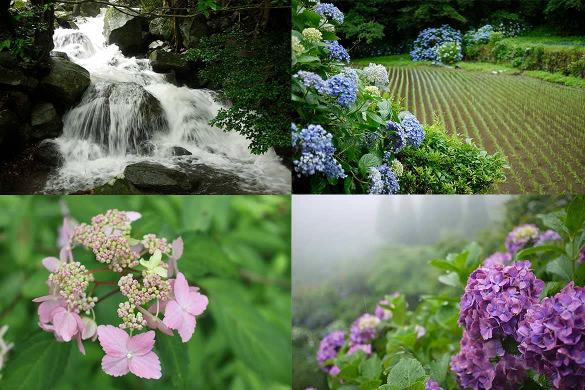 雨の日にこそ出かけたい。山奥にひそむ桃源郷「東雲の里 あじさい園