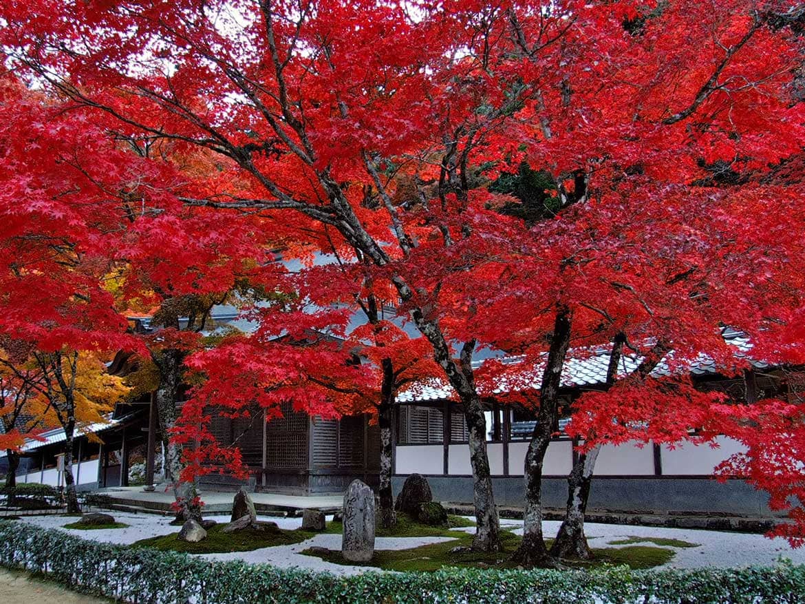 滋賀で感じる秋。見とれる、なごむ。人気の紅葉スポットめぐり