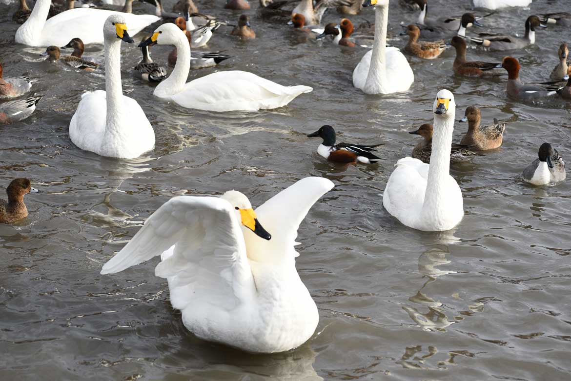 ＡＴ➖２０４ 鶏、鳩、鶴、白鳥、フクロウ 、全部まとめて 激安の投げ売りです 水鳥とりどり - NIIGATAさんぽびと