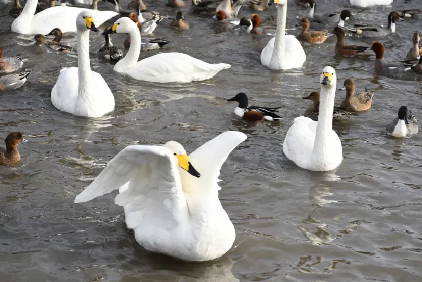 新潟・阿賀野で白鳥の飛来を見物！温泉やグルメなど周辺スポットを巡る小旅行