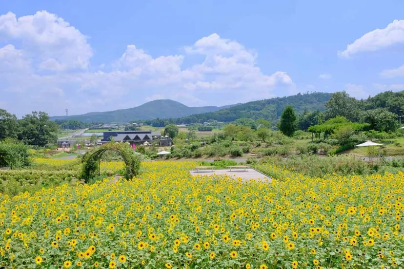 花や空の絶景、絶品そばにクラフトウイスキーまで！茨城の真ん中「石岡市」で大人旅