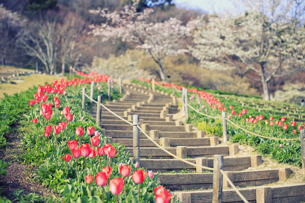 神戸布引ハーブ園に約100本の「山桜」。春の花々やハーブを神戸の景色とともに | ドライブ・旅行 | カーライフ・カー用品サイトMOBILA（モビラ）