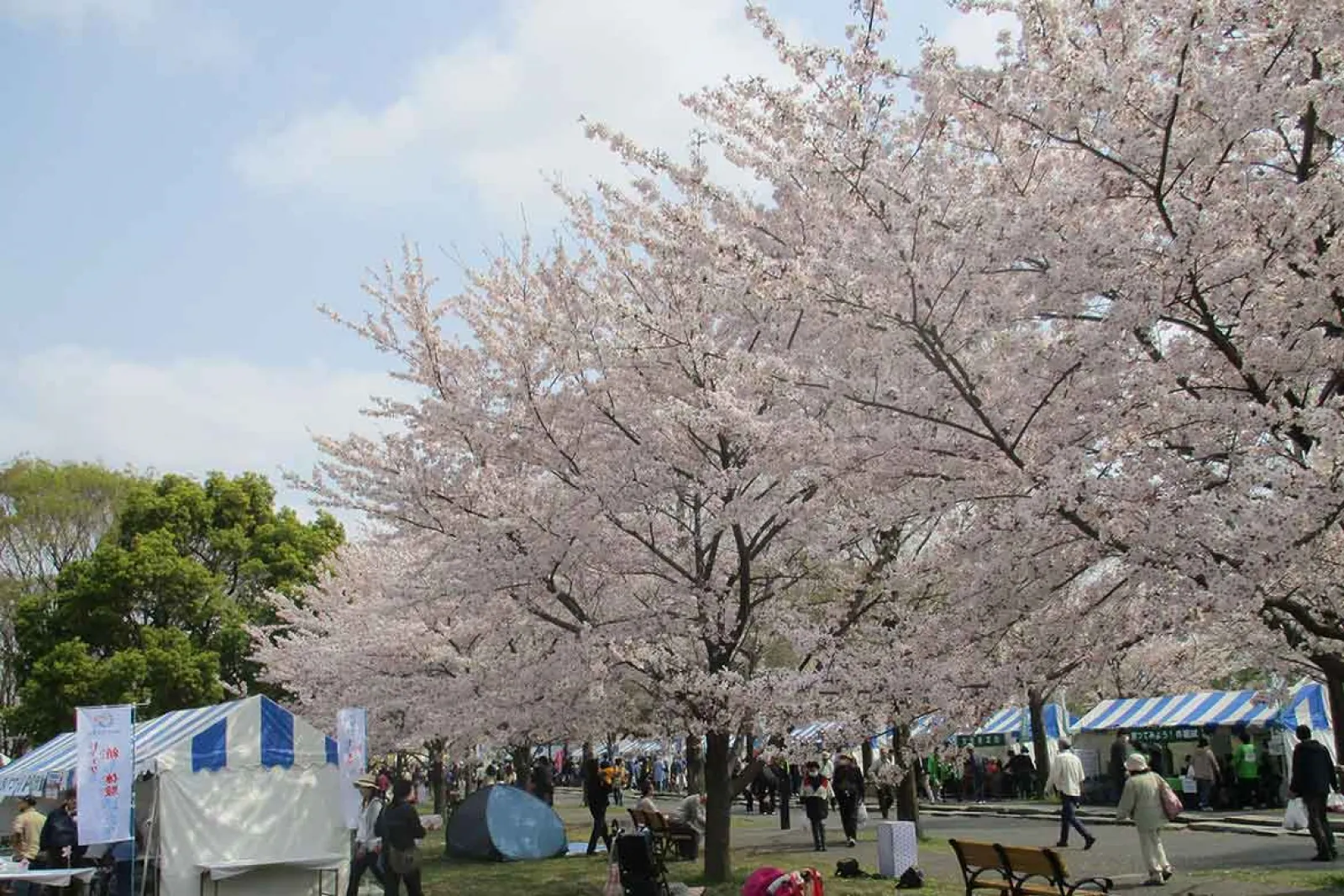 東京・足立区で春を満喫！「舎人公園千本桜まつり」4年ぶり、4/1