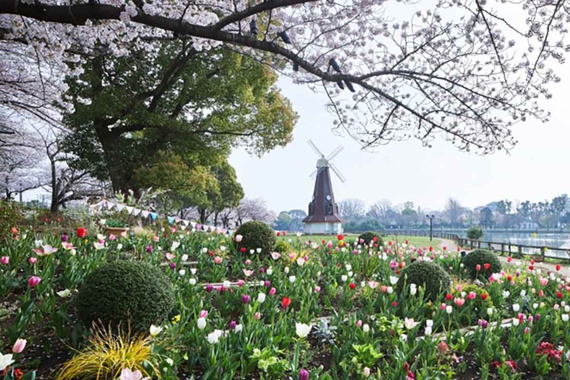 桜とチューリップ、ネモフィラを満喫！2つの都立公園で「花と光