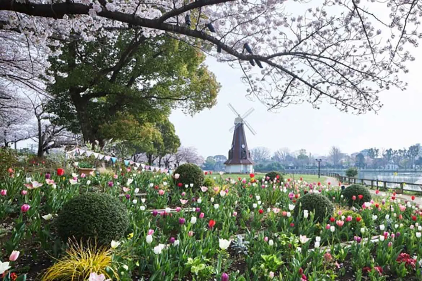 桜とチューリップ、ネモフィラを満喫！2つの都立公園で「花と光の