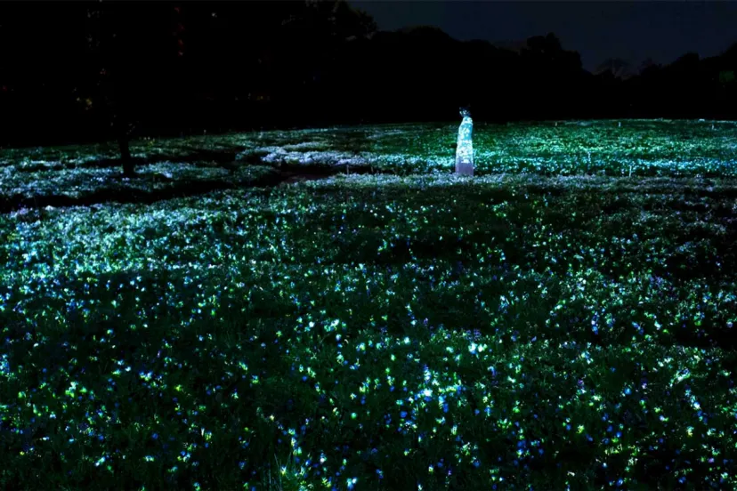 一面のネモフィラが夜の植物園で輝く。「チームラボ ボタニカルガーデン 大阪」で季節限定公開